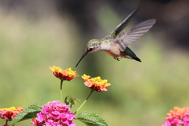 istock Amazing Side View Of Hummingbird 2231816388