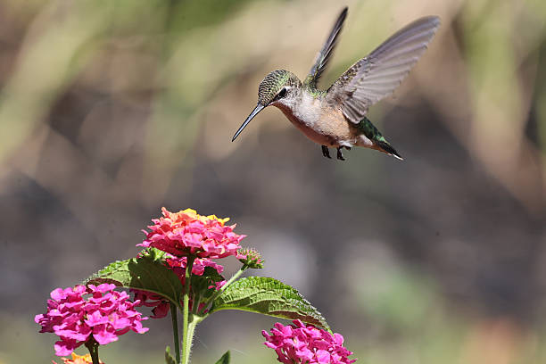istock Hummingbird Over Lantana 2231816403
