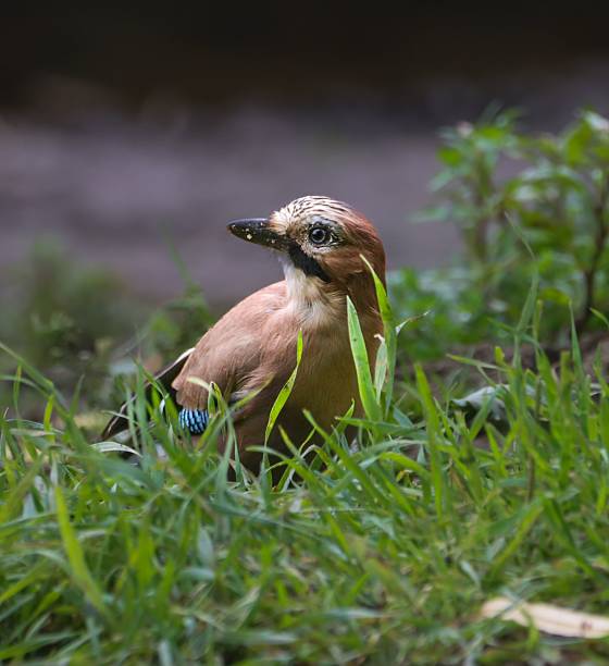 A Eurasian Jay bird in vibrant green grass, showcasing its colorful plumage in a natural setting.