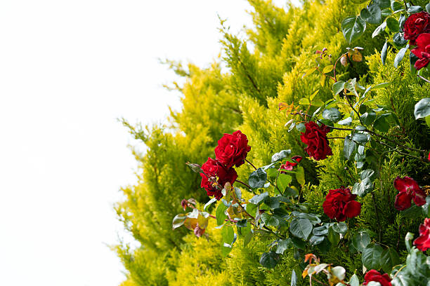 Red roses hang down from wild vegetation, surrounded by green leaves, scarlet blooms decorating the natural greenery.