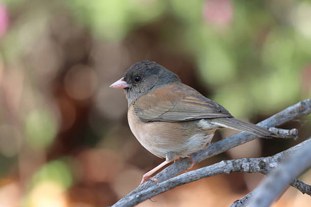 istock Dark-eyed junco perched on a tree, California, USA 2231817461