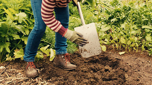 istock Cleaning spade after digging garden 2231818922
