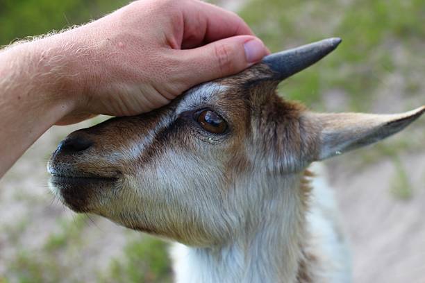 istock Petting a friendly goat during a sunny outdoor visit 2231819712