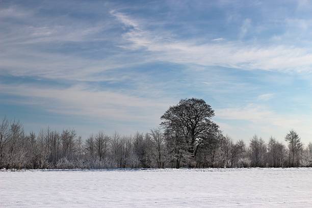 Winter landscape with snow covered trees