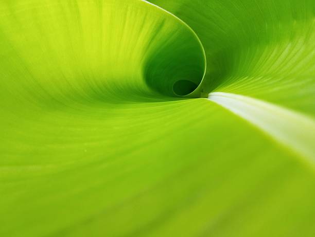 istock Close up banana leaf surface texure background 2231821019