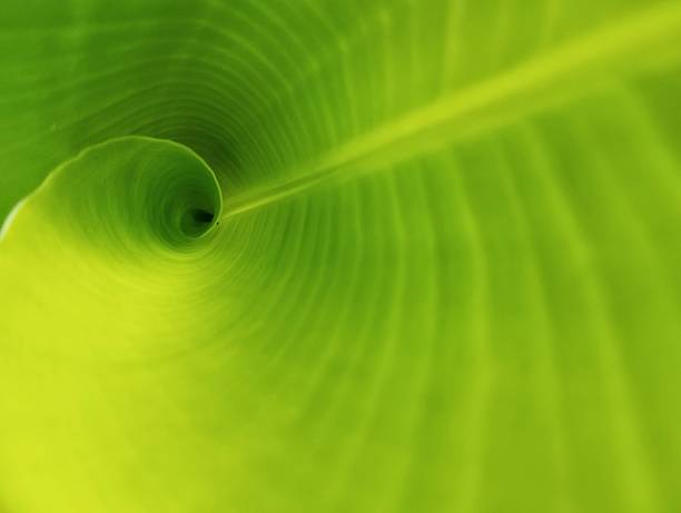 istock Close up banana leaf surface texure background 2231821020
