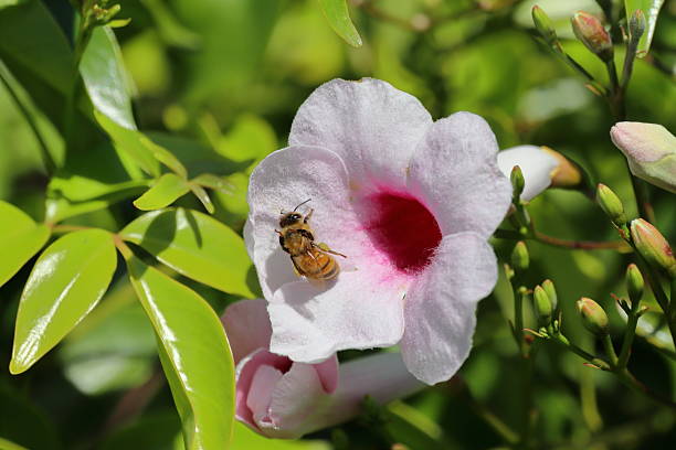 istock Bee collecting nectar on a white and pink flower 2231821461