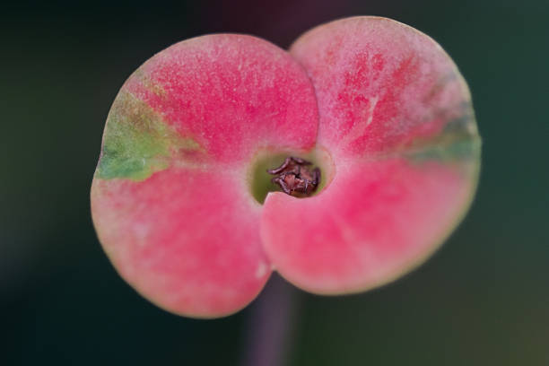 Red euphorbia milii close-up. Red potted flower. Thorns crown flower.