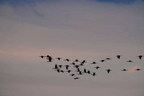 istock WATER BIRDS RETURNING TO NESTS 2231822933