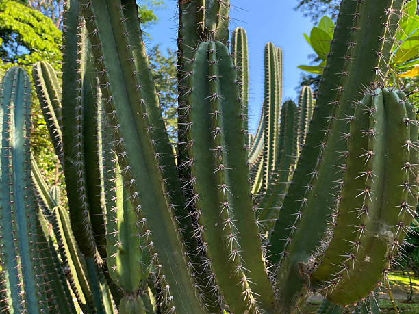 istock Close up view of cactus tree surface 2231825289