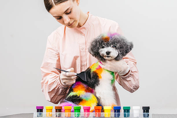 istock Colorful poodle undergoing creative grooming with vibrant rainbow fur, surrounded by various pet-safe dyes 2231826332