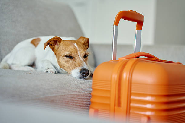 istock Small dog lying on couch near orange suitcase 2231826516