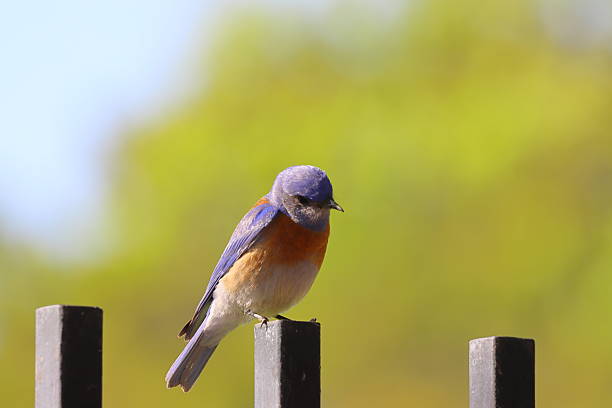 istock Blue Bird Perched on Iron Fence 2231826807