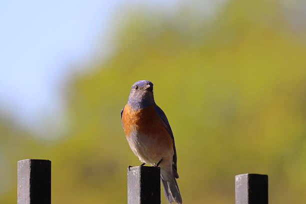 istock Bright Blue Bird on Metal Fence 2231826814