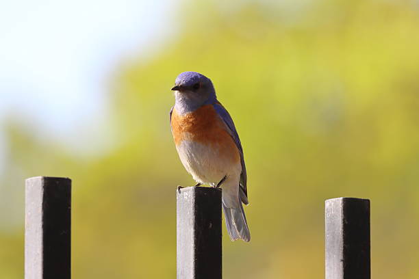 istock Small Blue Bird on Iron Garden Fence 2231826849
