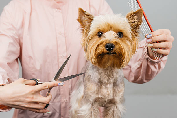 istock Dog grooming session featuring a professional stylist using scissors and a comb on a small Yorkshire Terrier 2231827020