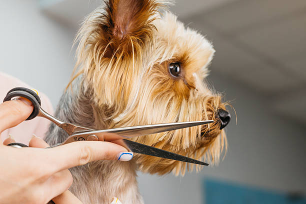 istock Dog grooming session featuring a professional stylist using scissors and a comb on a small Yorkshire Terrier 2231827030