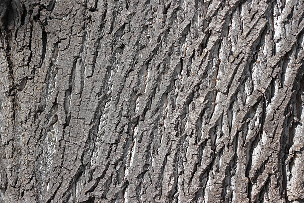 Close-up view of gray tree bark showing its natural rough texture and intricate patterns. The detailed surface highlights the organic structure of the wood, creating a natural, earthy background.
