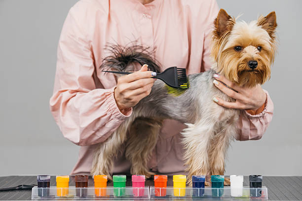 istock Creative grooming session featuring a small dog being colored with vibrant fur dyes 2231827054