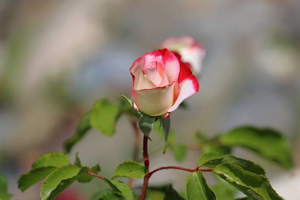 Close-up of a vivid red and white rose, showcasing the beauty and contrast of its bi-colored petals in sharp detail.