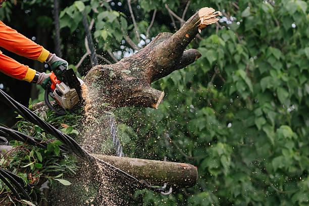 Tree removal in progress. Safety and maintenance operation. Storm damage. Natural hazard. Urban tree maintenance issue.