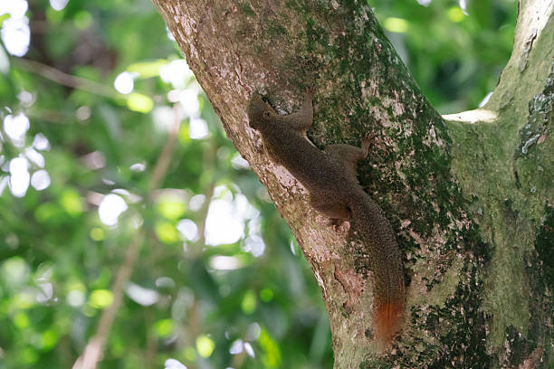 istock Brown squirrel climbing up the trunk of a tree. 2231828969