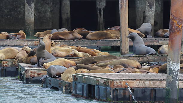 istock Sea Lions Basking in the Sun 2231829094