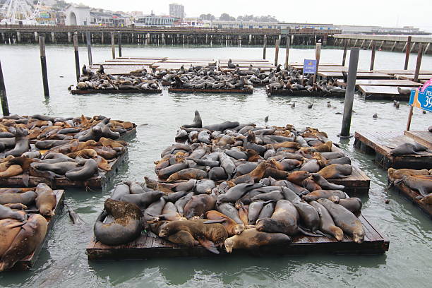 istock Sea Lions Lounging on Pier in Sunlight 2231829518