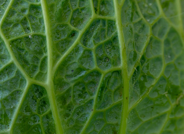 istock Fresh green cabbage from farmers market close up 2231831063