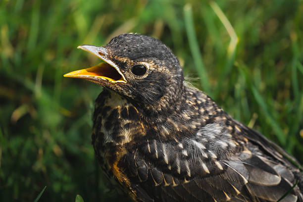 istock Close-up baby robin 2231831378