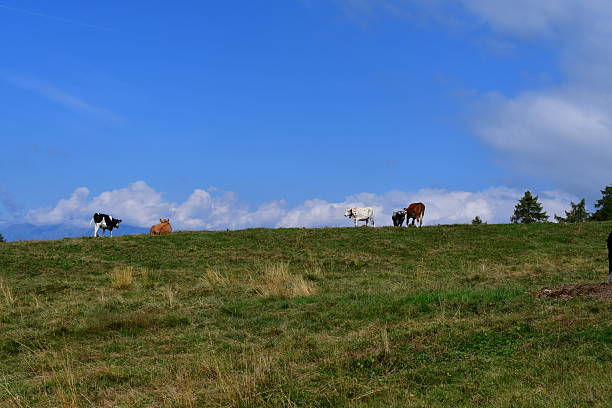 Kühe auf der Weide in Südtirol