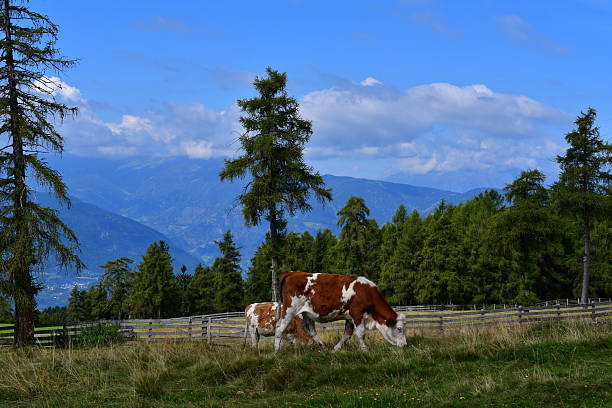Cow, Domestic Cattle, Almauftrieb, Transhumance