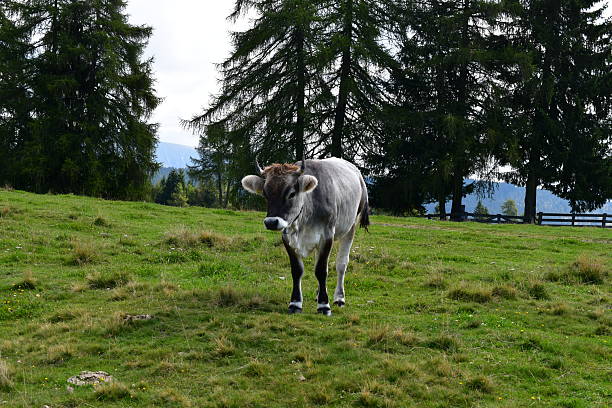 istock Cows on a meadow in Southtyrol 2231832244