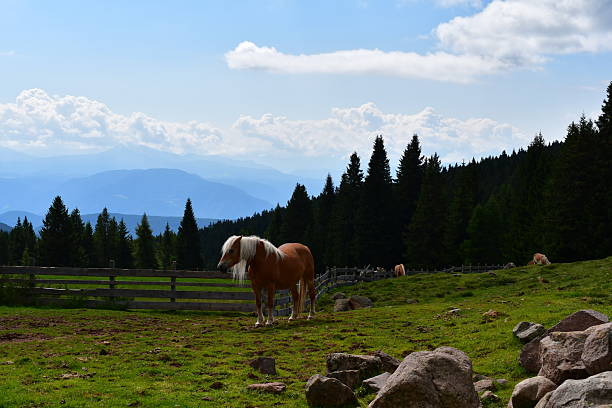 Haflinger auf einer Weide in Südtirol