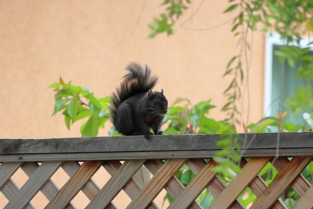 istock Black Squirrel Sitting on Fence 2231833112