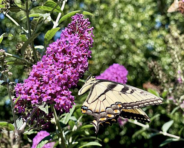 Yellow Swallowtail pollinating in Colorado Garden. OLYMPUS DIGITAL CAMERA