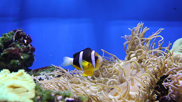 istock Clownfish Near Soft Corals 2231834790