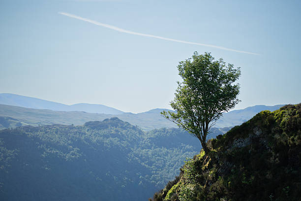 Solitary Tree Clinging to Cliff Edge with Vast Mountain Valley Behind
