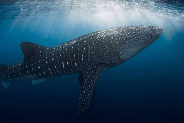 istock Whale shark swimming gracefully underwater in blue ocean 2231837157