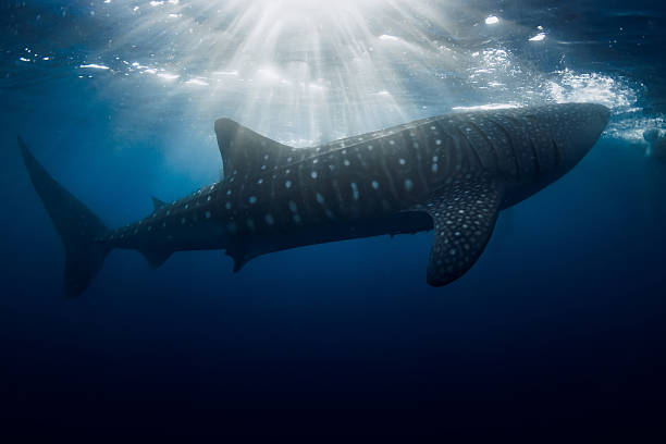 istock Whale shark swimming under sun rays in blue sea 2231837177
