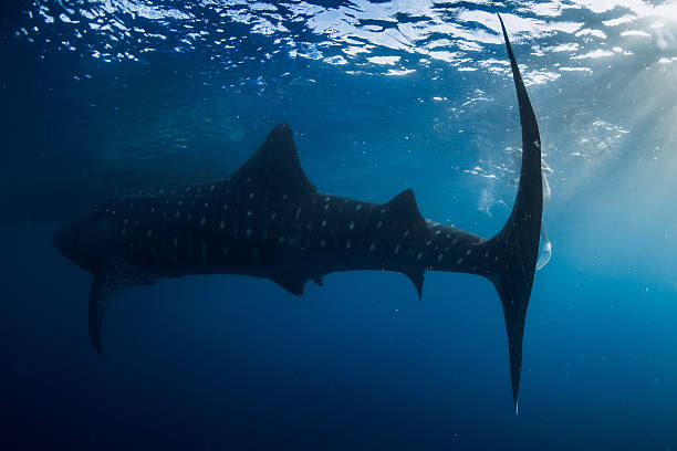 istock Whale shark swimming under sun rays in deep blue ocean 2231837213