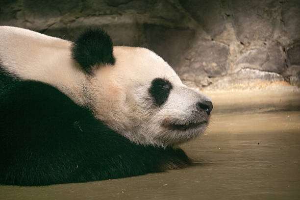 giant panda rests in a zoo enclosure