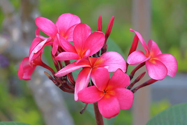 istock Vibrant Red Temple Tree Flowers in Nature 2231839853