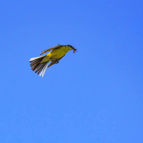 A Yellow Wagtail (Motacilla flava) with an insect in its beak soars mid-air with wings extended, tail fanned, its vibrant yellow plumage glowing against a clear blue sky.