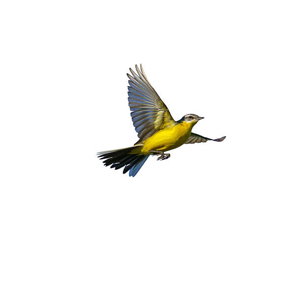 A Yellow Wagtail (Motacilla flava) captured mid-flight against a white background. Its vibrant yellow belly and extended wings highlight its elegance and agility.