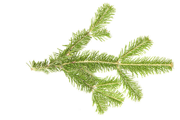 istock Spruce branch isolated on white background. High resolution photo. 2231840763