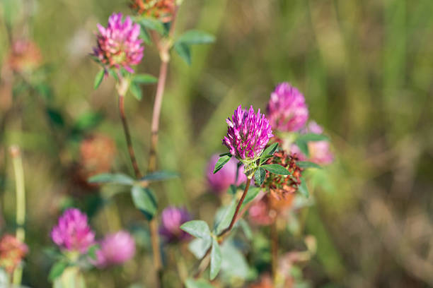 Red clover, Trifolium pratense meadow flowers closeup selective focus