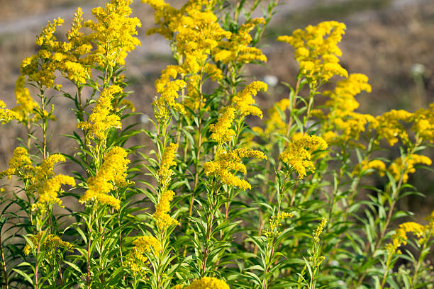 istock Solidago canadensis, Canada goldenrod yellow flowers closeup selective focus 2231843542