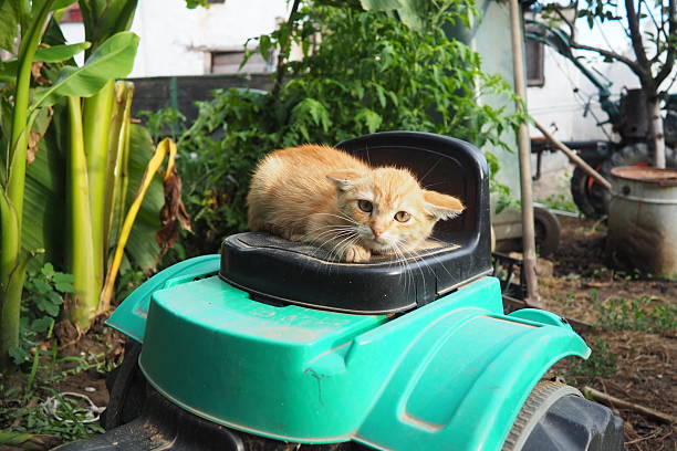 istock A ginger unhappy kitten sits outdoors, huddled and tense. He shows aggression danger appears. His fur stands on end, ears are pressed back, back is humped. Animal behavior. Attentive gaze is watching 2231843906
