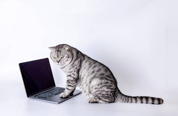 istock American Shorthair 2231843953